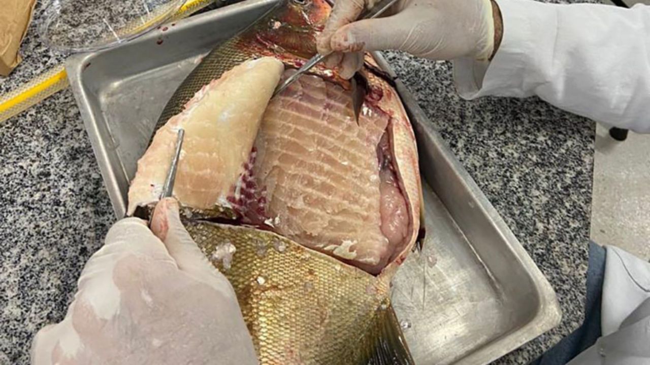 Salmonella em peixes: o que explica o índice de 88% no Centro-Oeste? |  Rádio Itatiaia