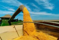 Homem é preso suspeito de furtar mais de 10 toneladas de milho na Bahia