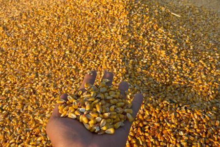 Etanol de milho: Mato Grosso produz 5,6 bilhões de litros e lidera mercado