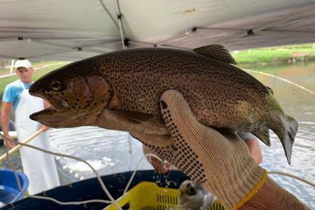 Peixe nobre da Páscoa: Minas lidera produção de truta com 1,1 mil toneladas
