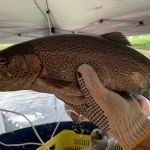 Semana Santa: conheça os benefícios da truta, peixe nobre de Minas Gerais