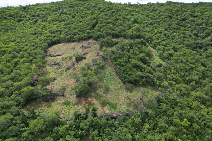 Multas por desmatamento ilegal no Norte de Minas somam mais de R$ 720 mil
