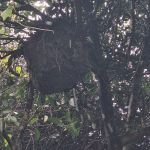 Cavalos morrem a ferroadas após ataque de abelhas em Ibertioga (MG)