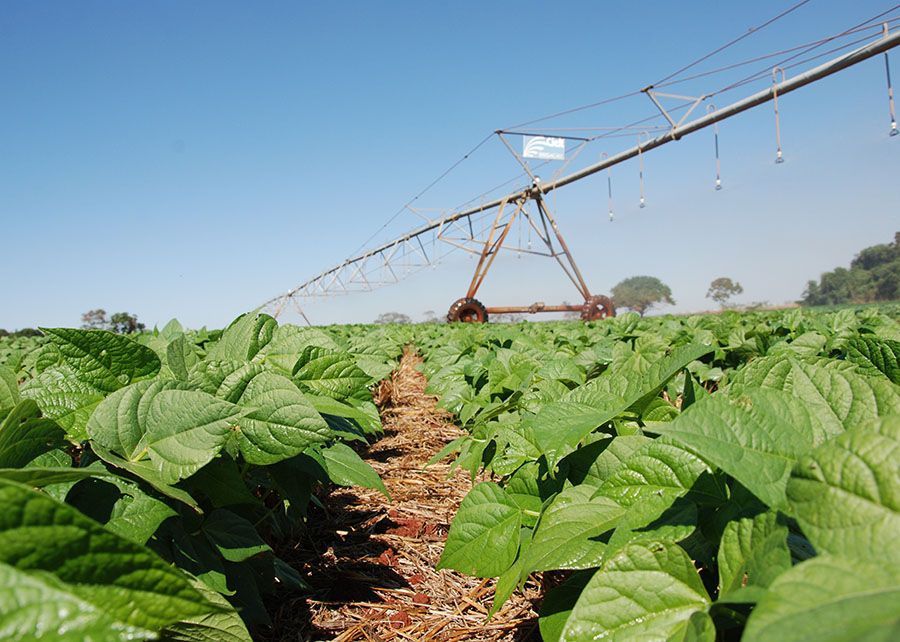 Inoculante eleva produtividade do feijão no Cerrado em 17%