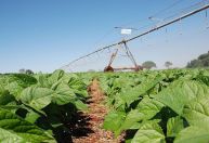 Inoculante eleva produtividade do feijão no Cerrado em 17%