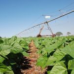 Inoculante eleva produtividade do feijão no Cerrado em 17%