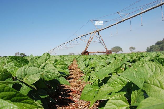 Inoculante eleva produtividade do feijão no Cerrado em 17%