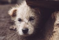 MPF denuncia equema internacional de produção e venda de vídeos de tortura animal