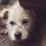 MPF denuncia equema internacional de produção e venda de vídeos de tortura animal