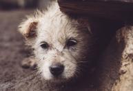 Agressores de animais em BH poderão ter que pagar despesas de tratamento das vítimas