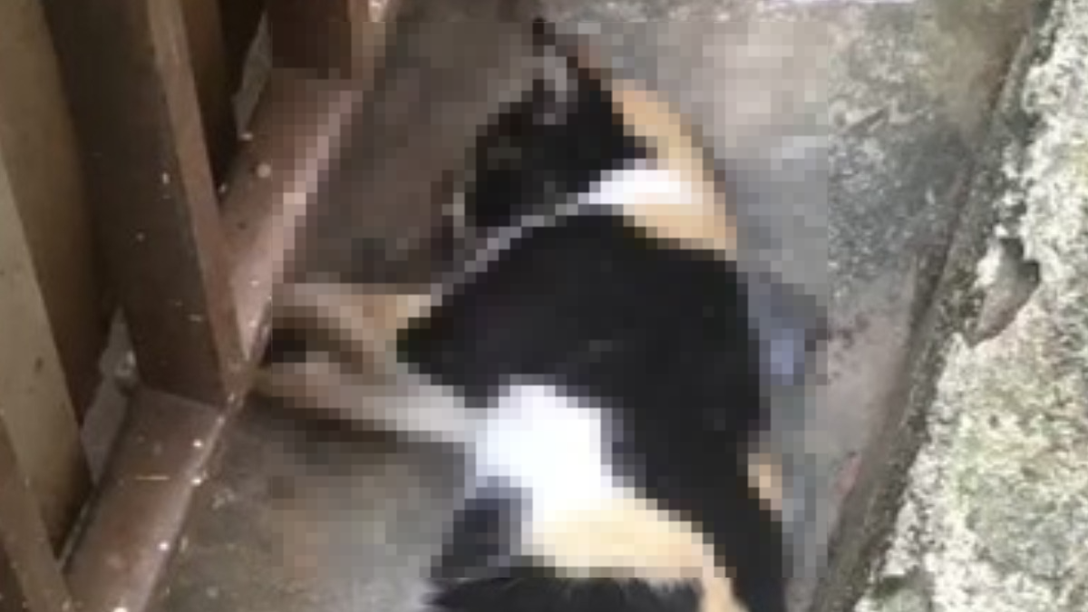 Comunidade de BH denuncia mortes de gatos em série e aponta envenenamento