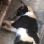 Comunidade de BH denuncia mortes de gatos em série e aponta envenenamento