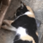 Comunidade de BH denuncia mortes de gatos em série e aponta envenenamento