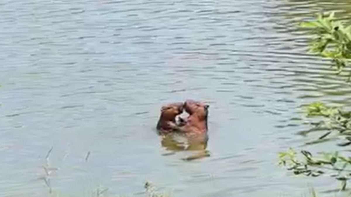 Casal de capivaras é visto em clima de ‘romance’; veja vídeo