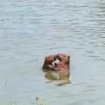 Casal de capivaras é visto em clima de ‘romance’; veja vídeo