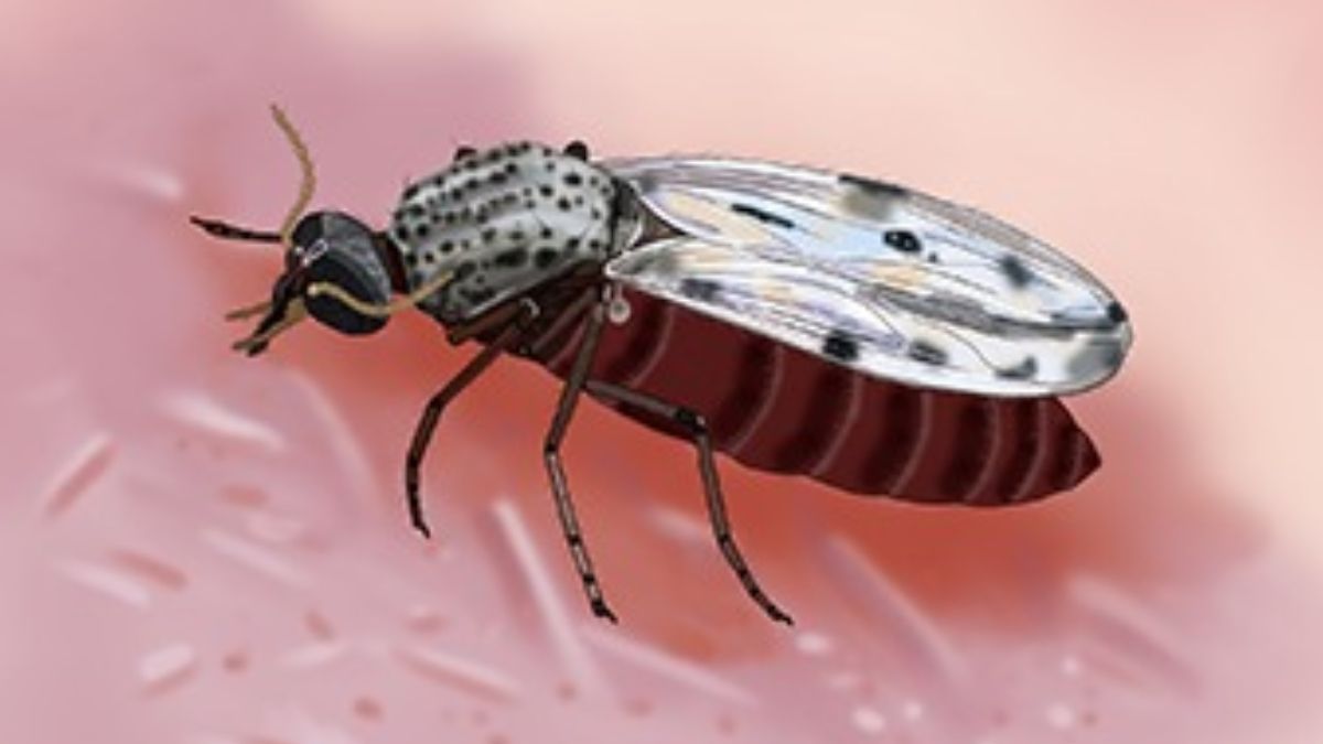Vírus Oropouche pode ter infectado até 200 vezes mais pessoas do que registros oficiais