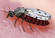 Vírus Oropouche pode ter infectado até 200 vezes mais pessoas do que registros oficiais