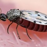 Vírus Oropouche pode ter infectado até 200 vezes mais pessoas do que registros oficiais