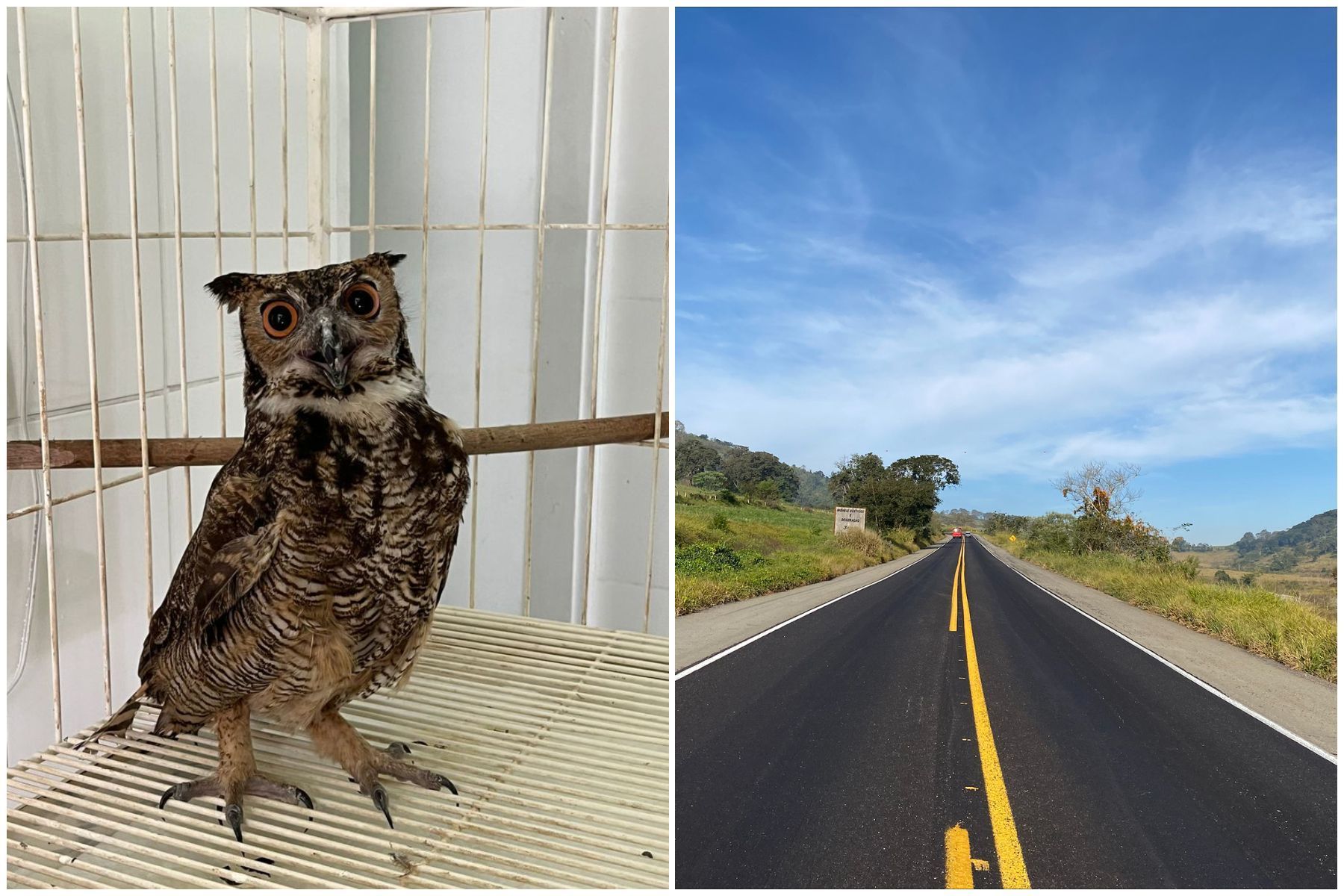 Concessionárias de rodovias em MG resgataram 270 animais em 2025