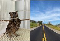 Concessionárias de rodovias em MG resgataram 270 animais em 2025