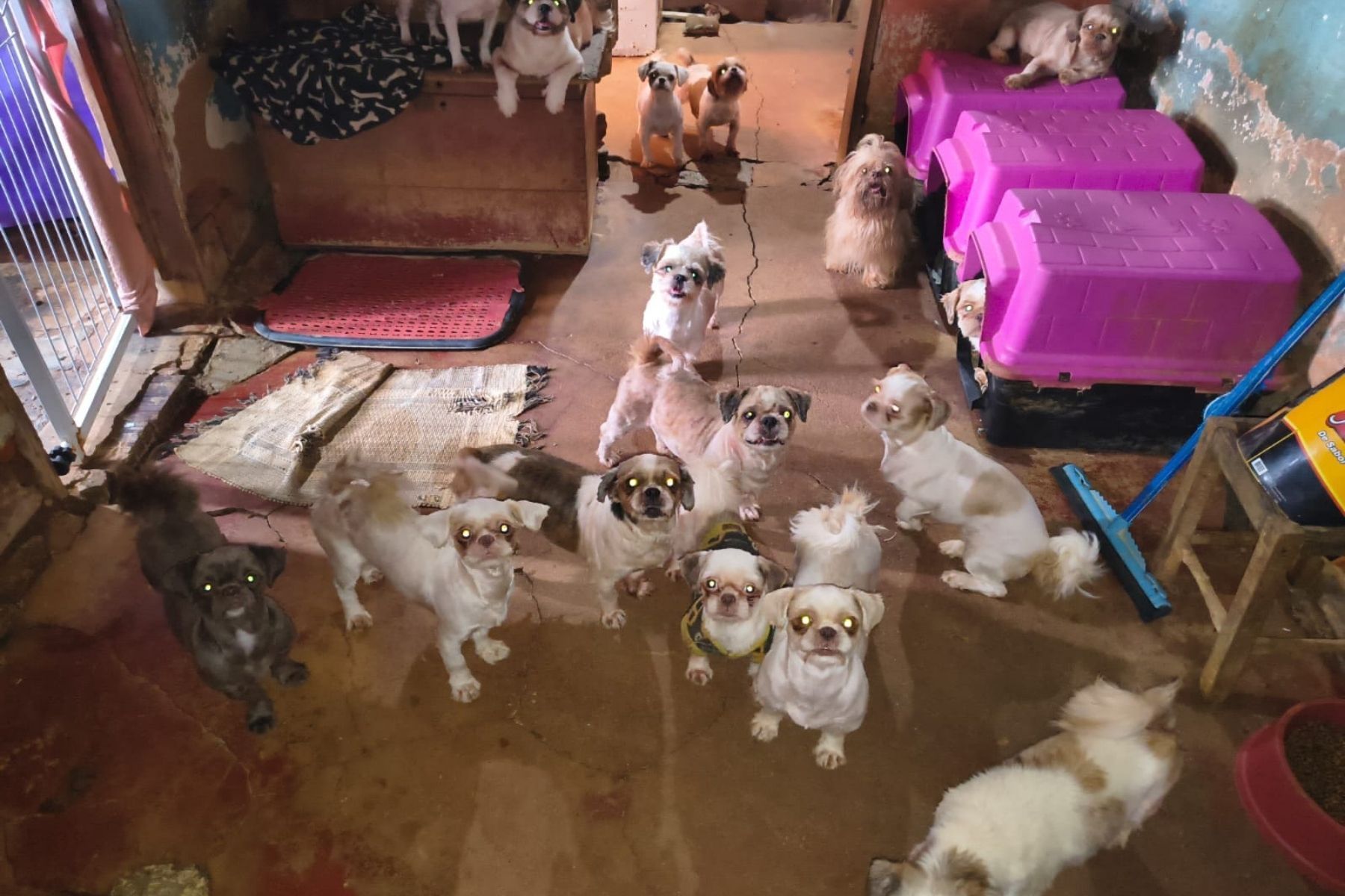 Minas tem 14 denúncias diárias de maus-tratos a animais