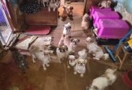 Mulher é presa, e 61 cães são apreendidos em situação de maus-tratos em MG