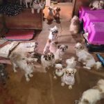 Mulher é presa, e 61 cães são apreendidos em situação de maus-tratos em MG