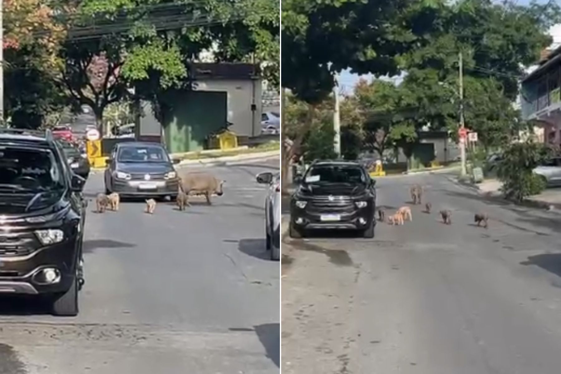 Vídeo: família de porcos é flagrada andando por rua movimentada em BH