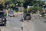 Vídeo: família de porcos é flagrada andando por rua movimentada em BH