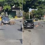 Vídeo: família de porcos é flagrada andando por rua movimentada em BH