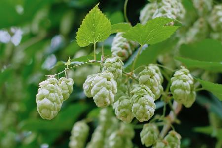 Lúpulo para cerveja está entre os produtos com imposto zerado