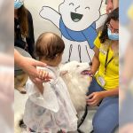 Cães resgatados viram terapeutas em hospital para dar apoio a crianças