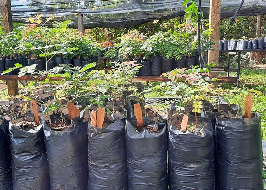 Água salobra pode ser usada na produção de mudas de espécies nativas da Caatinga
