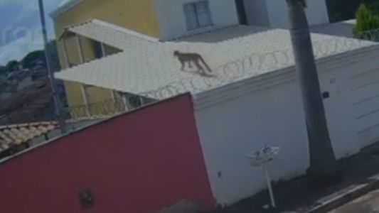 Onça é vista pulando em casa na Grande BH em nova aparição nesta terça (17)