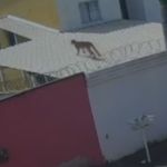 Onça é vista pulando em casa na Grande BH em nova aparição nesta terça (17)