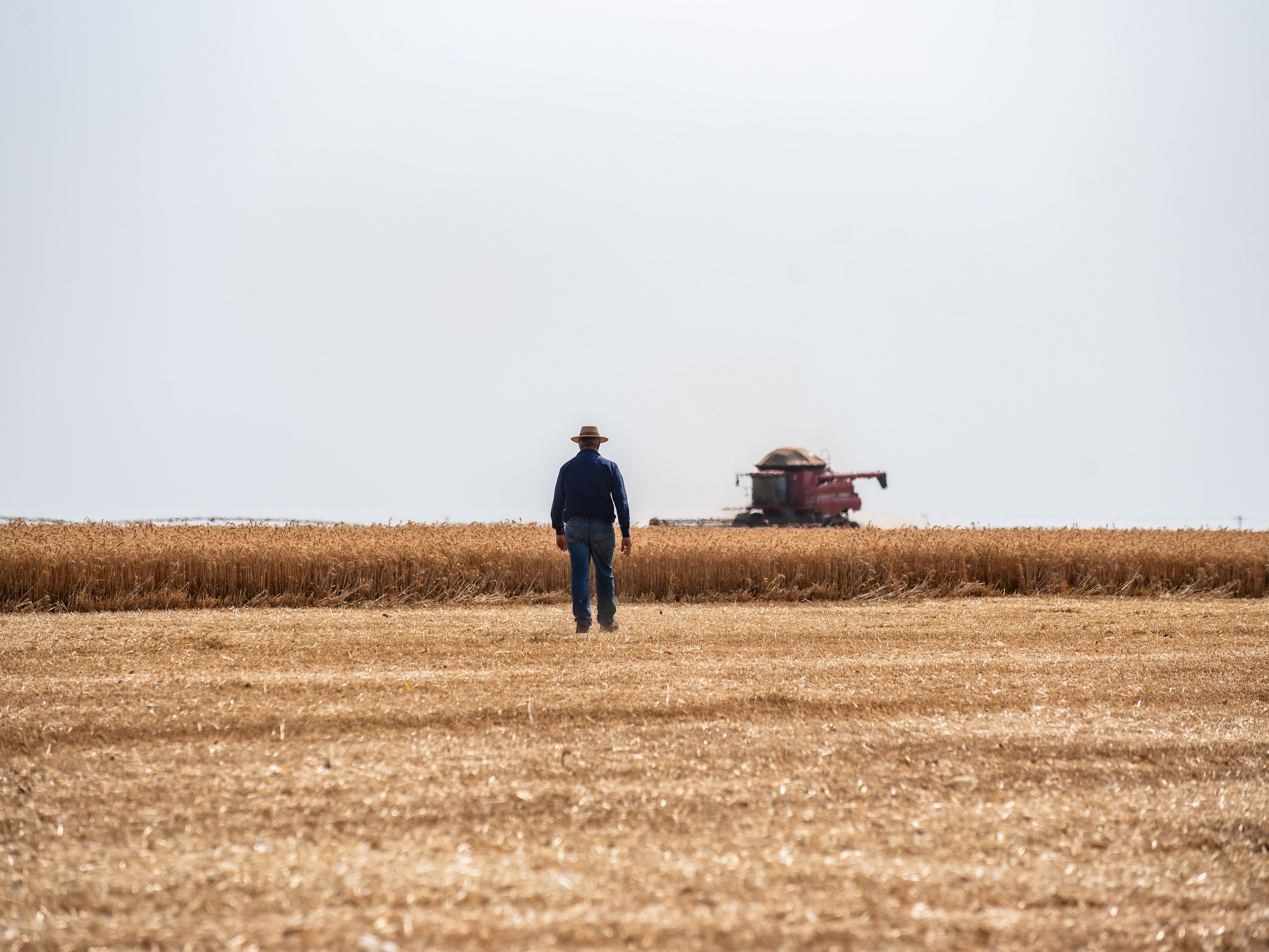 Plataforma inovadora apresenta dinâmica da produção de trigo no Brasil