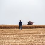 Plataforma inovadora apresenta dinâmica da produção de trigo no Brasil