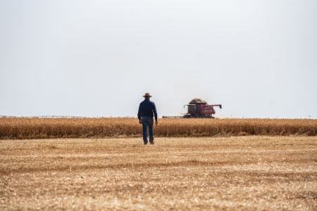 Plataforma inovadora apresenta dinâmica da produção de trigo no Brasil