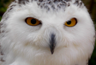 ONU aprova proteção internacional para 40 novas espécies migratórias em conferência no Brasil