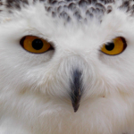 ONU aprova proteção internacional para 40 novas espécies migratórias em conferência no Brasil