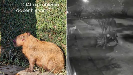 Vídeo flagra grupo espancando capivara na Zona Norte do Rio; 8 são presos