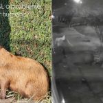 Vídeo flagra grupo espancando capivara na Zona Norte do Rio; 8 são presos