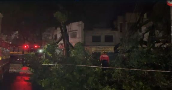 Bombeiros realizam retirada de árvore na Avenida co Contorno