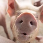 Suinocultura de Minas Gerais investe em bem-estar para elevar a produção