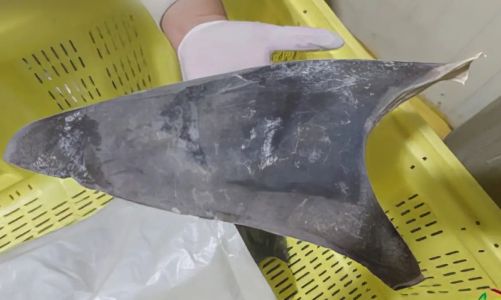 Barbatanas de tubarão têm alta demanda no mercado asiático