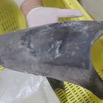 Ibama proíbe exportação de barbatanas de tubarão-azul separadas do corpo