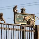 Macacos 'fugitivos' fazem policiais ficarem presos em delegacia na Tailândia