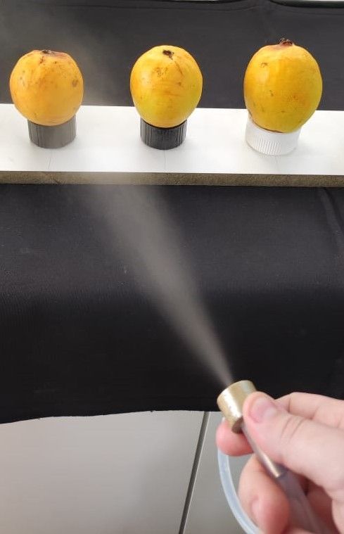 Etapa da pesquisa - Alternativa embalagem plástica