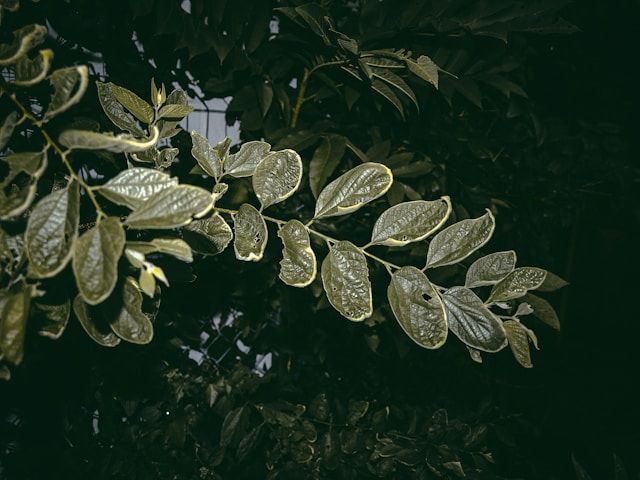Planta do dinheiro