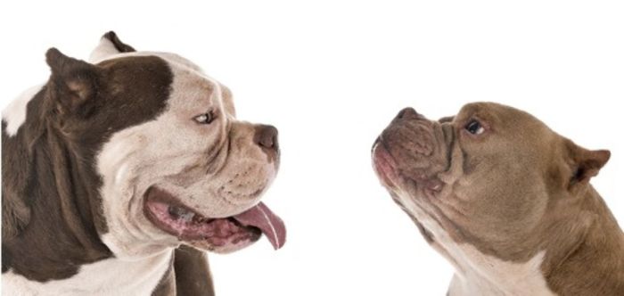 O American Bully tem a aparência forte, poderosa e até intimidadora, mas é um cão doce.